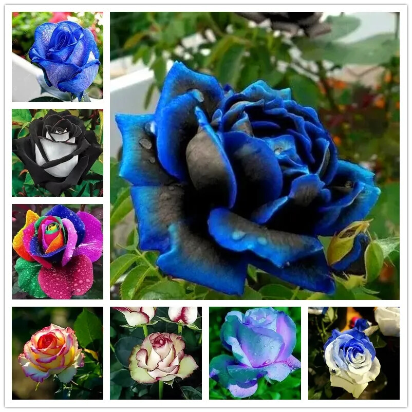 10 RARE ROSE SEEDS perennial flower garden bush plant tea USA SELLER W/TRACK