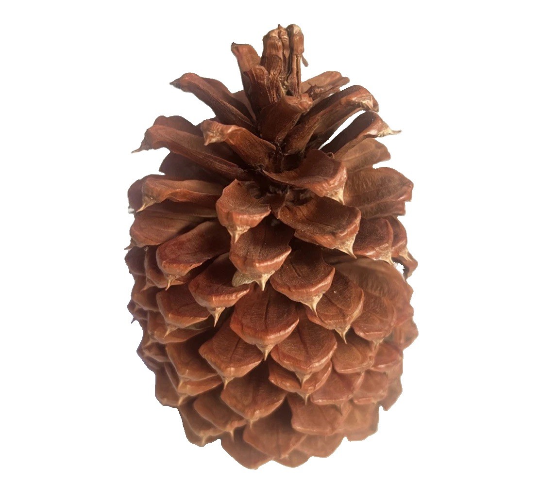 Reddish Brown Pinecone 5.5” x 3.5” Likely Jeffrey Pine Cone Forest Rustic Decor
