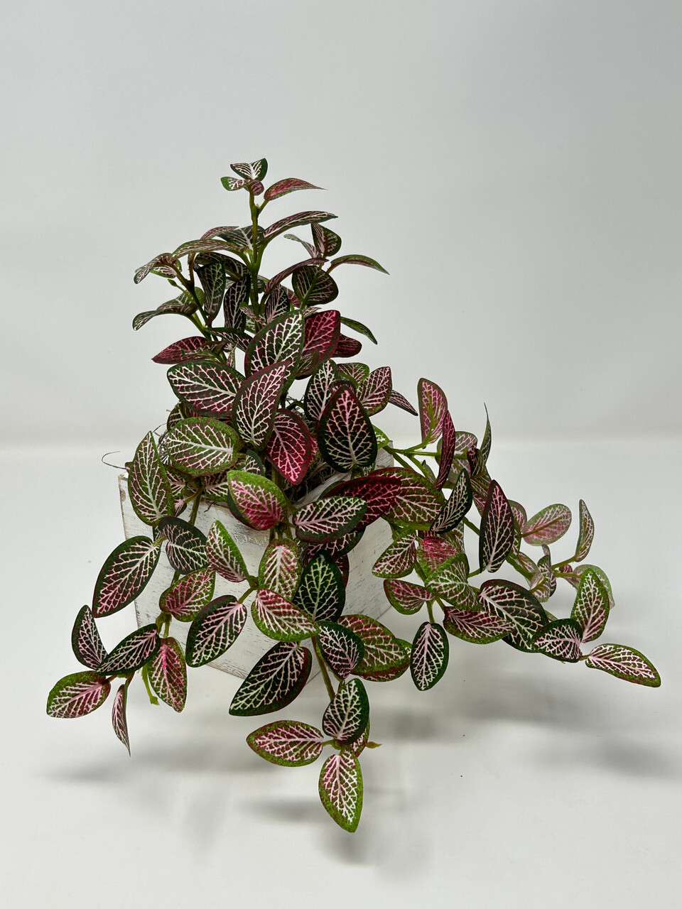 10″ tall Artificial PINK FITTONIA NERVE Silk plant potted, White-washed wooden b