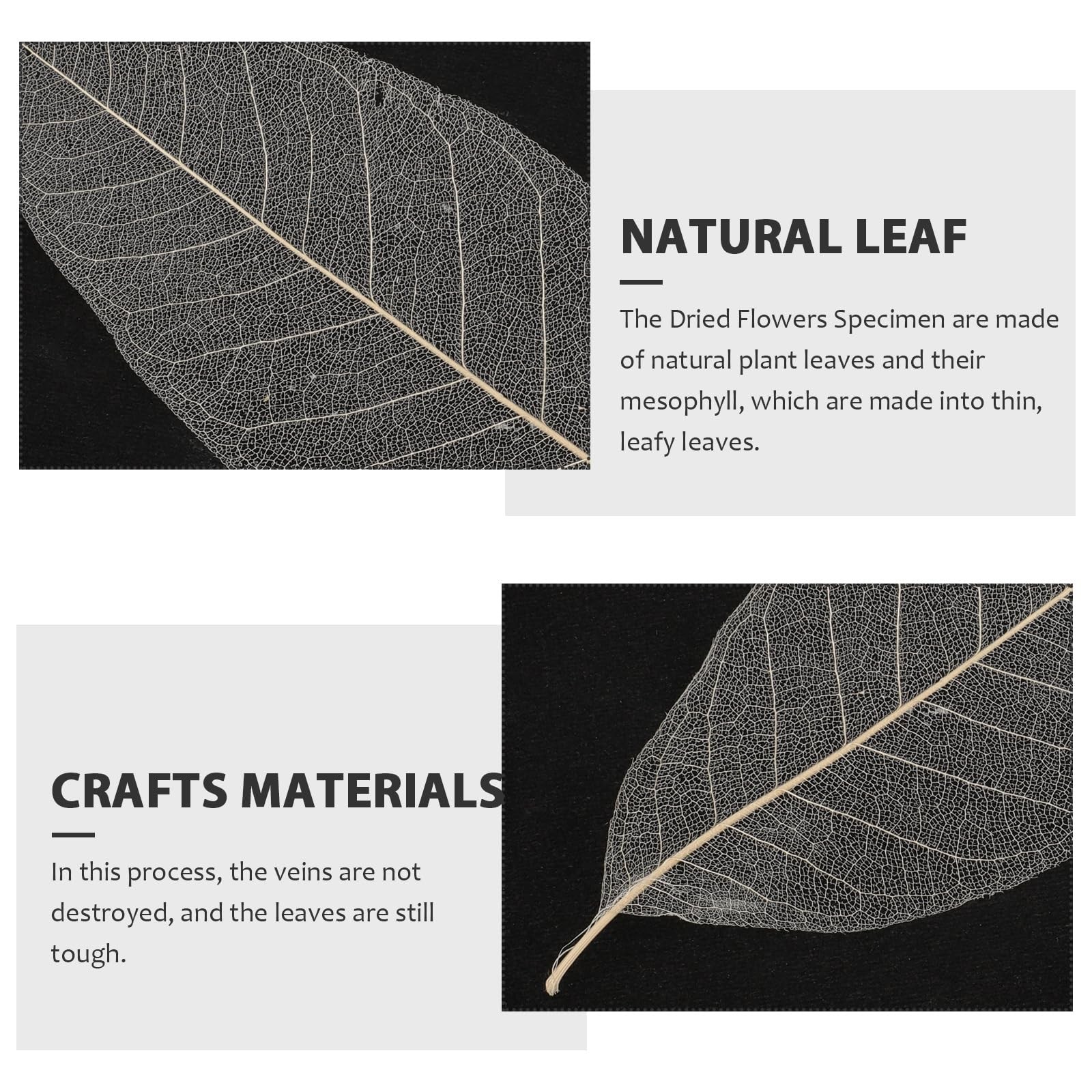 100 PCS Natural Dried Magnolia Leaf Vein Specimens DIY Crafts Decor Art