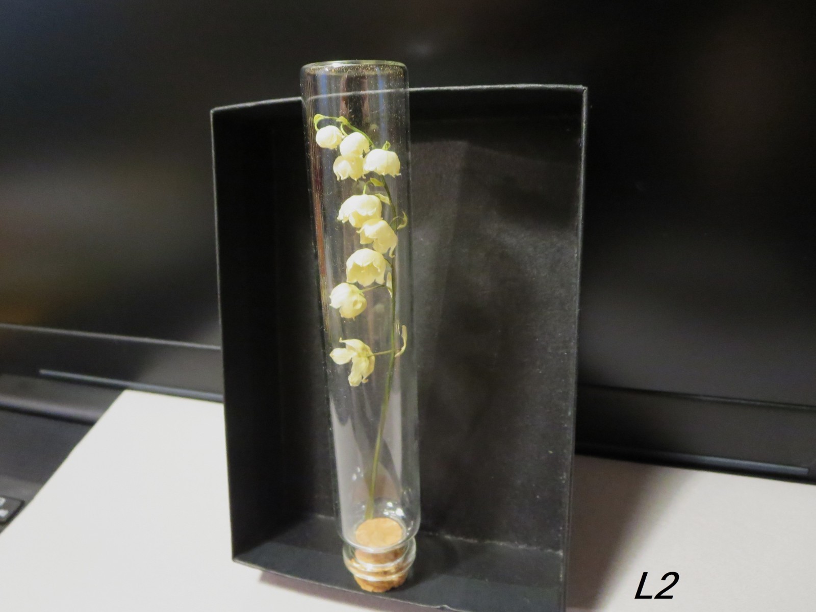 Dried flowers Lily of the valley vial botany Floral Bloom Display ,wunderkammer