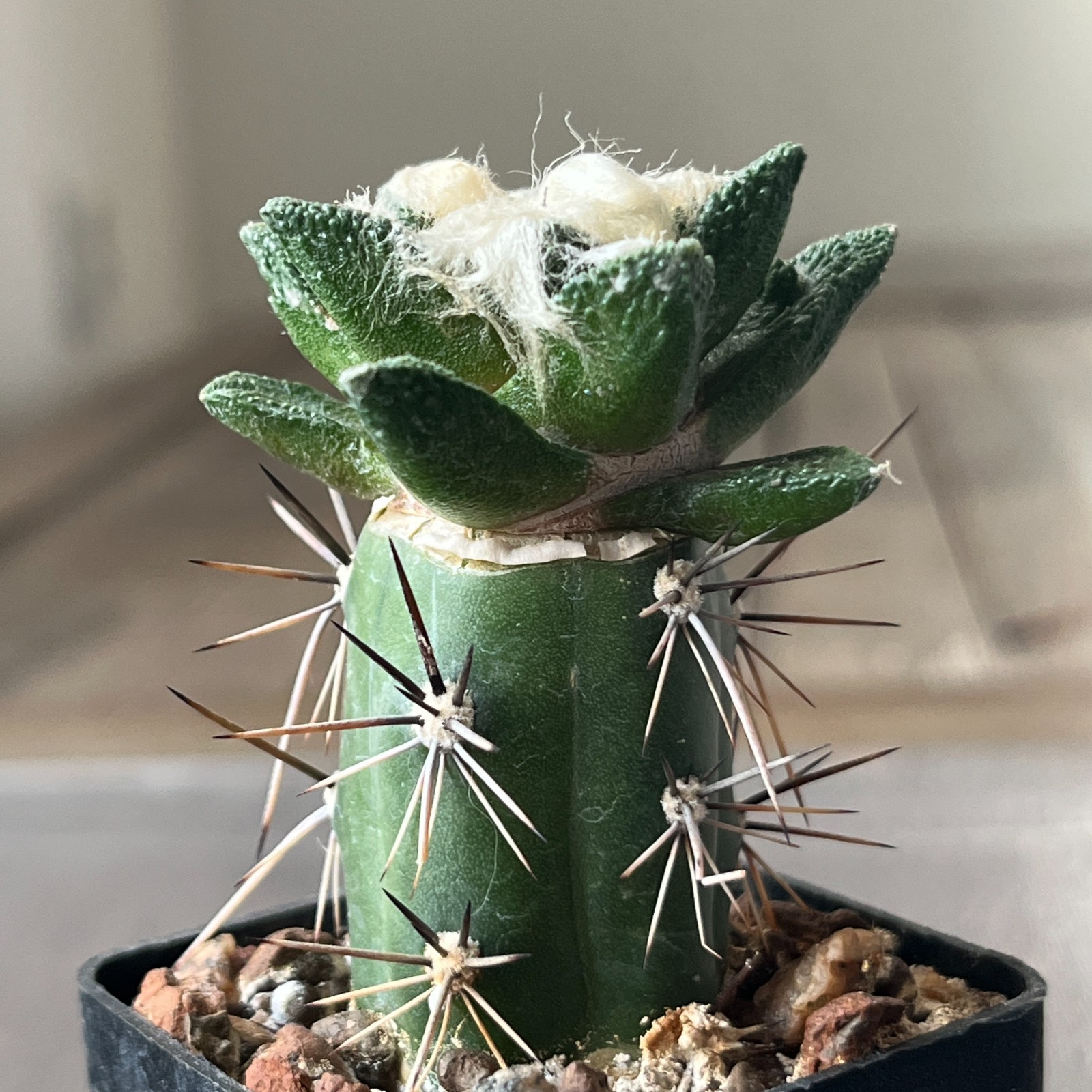 A8-696 Cactus bravoanus VM288, El Nunes, 4 pieces (Grafted)