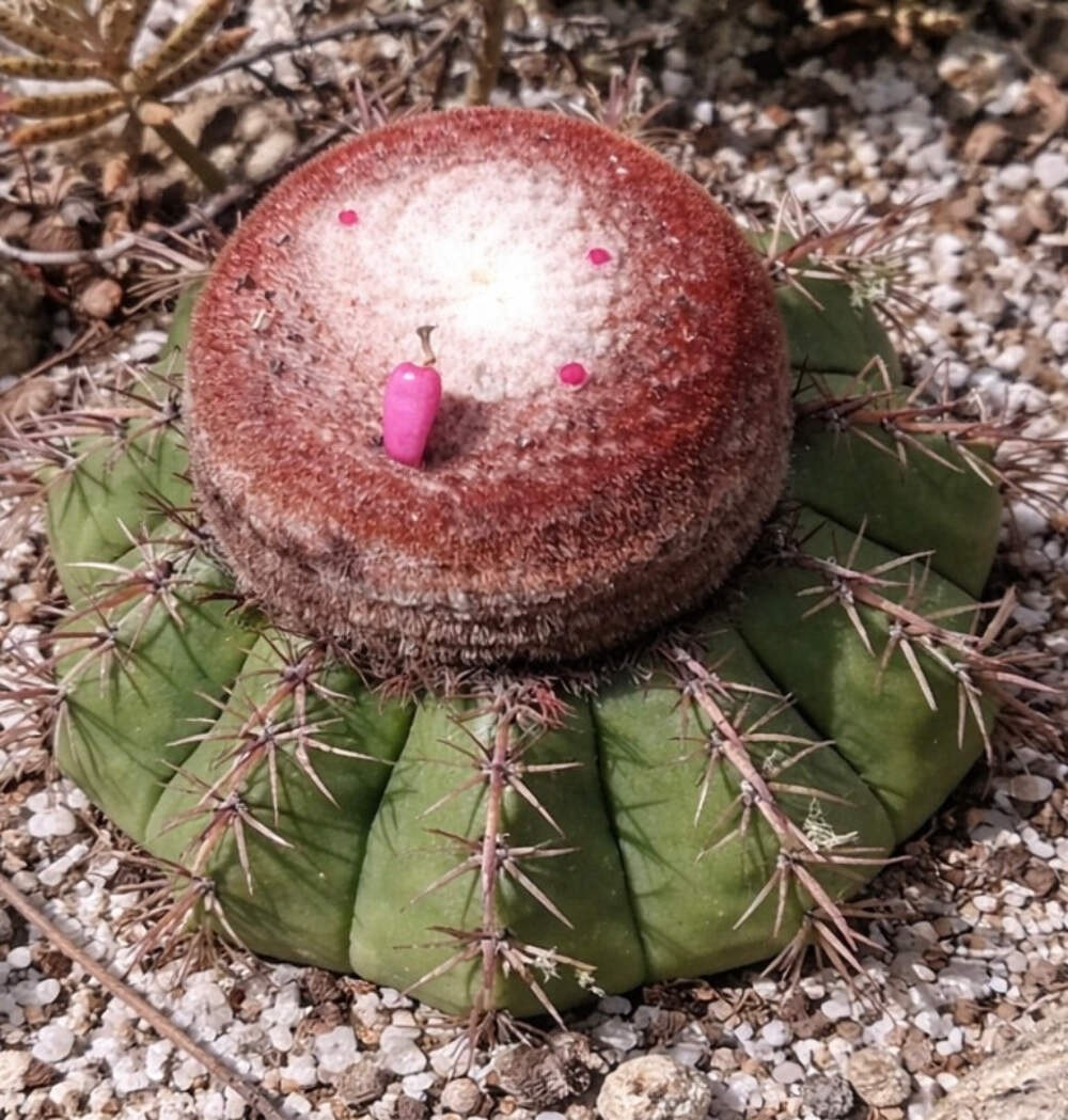 Melocactus conoideus HU183 10 SEEDS – Rare Cactus SEEDS