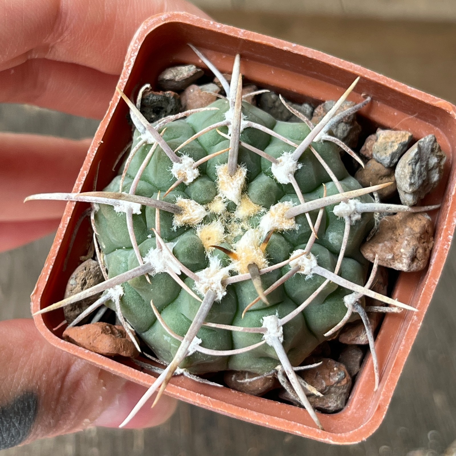 A38-2046 Gymnocalycium knolii, own root