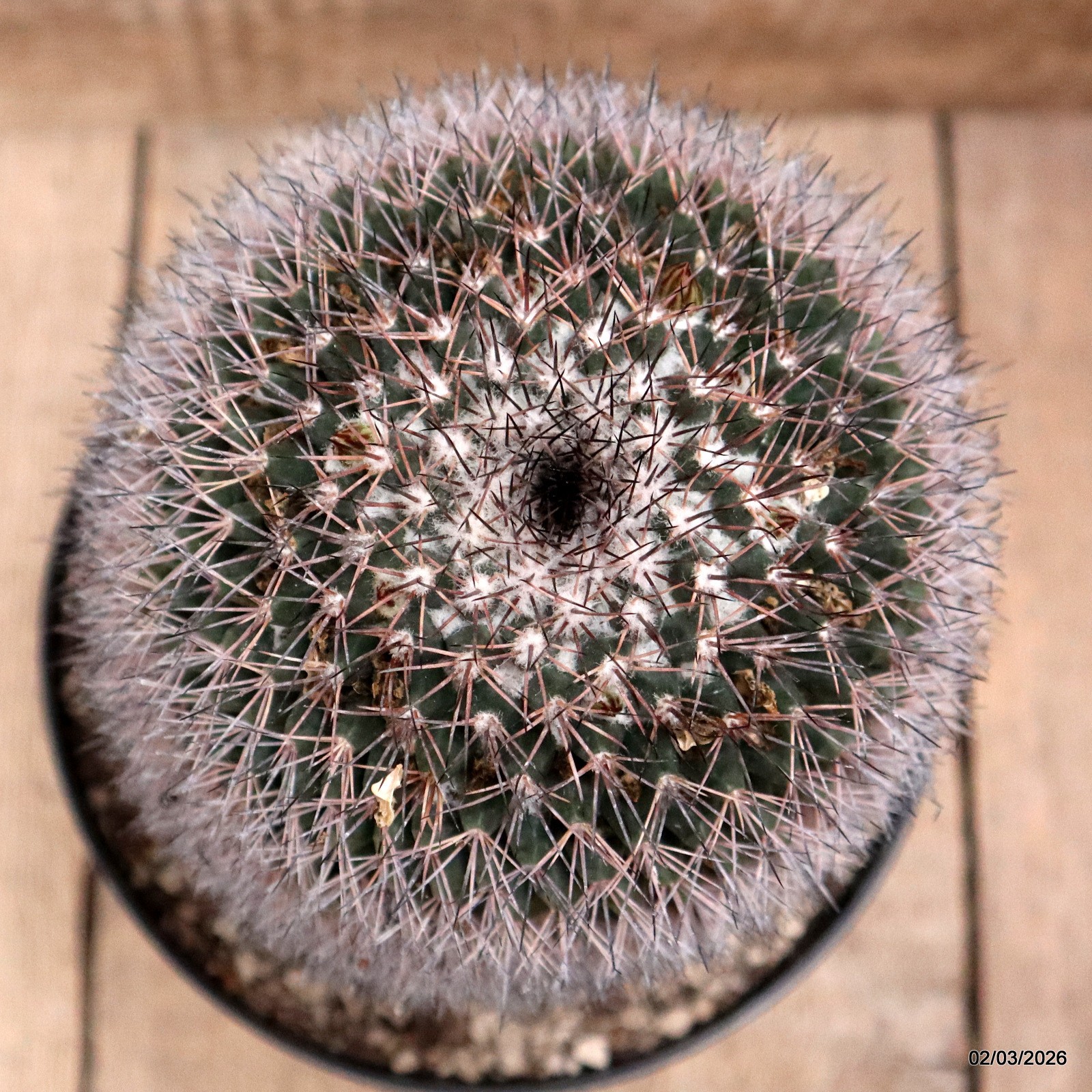 D7922 MAMMILLARIA PACHYCYLINDRICA pot18-H19-W13 cm MaMa Cactus
