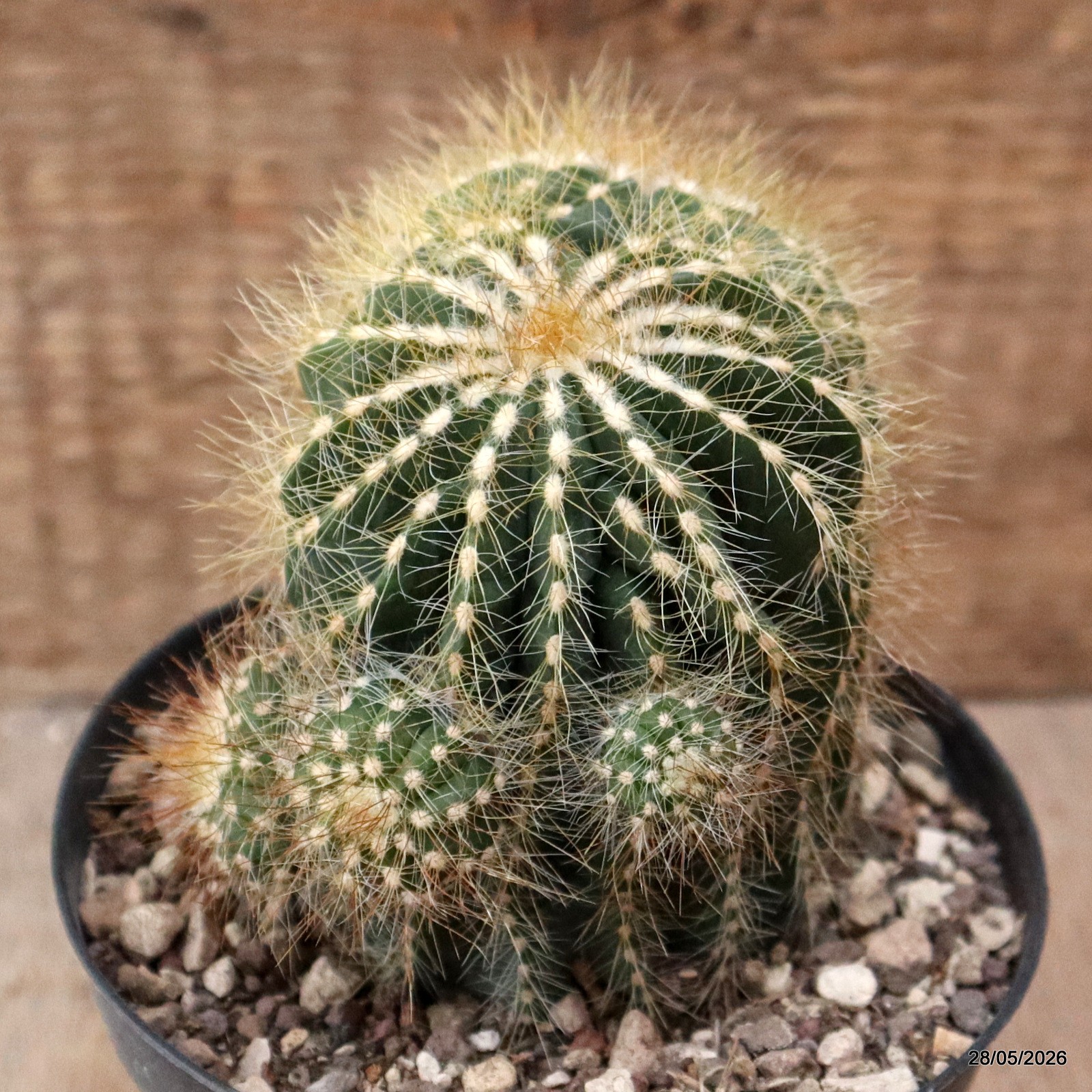 D8131 NOTOCACTUS MAGNIFICUS DICHOTOMIC pot10-H12-W9 cm MaMa Cactus