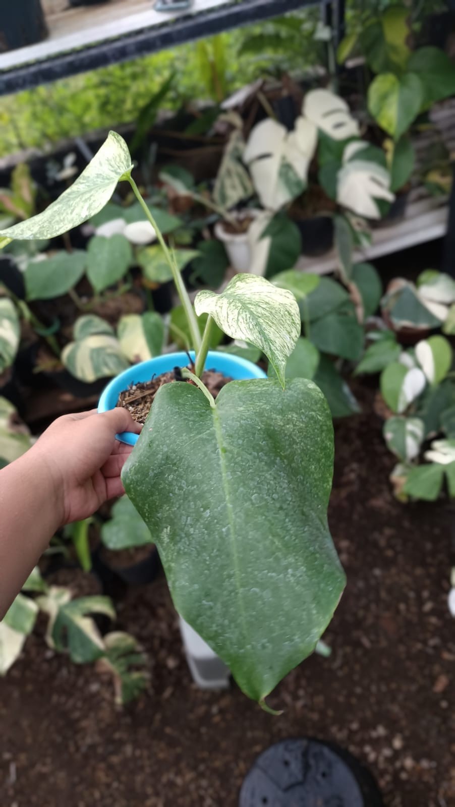 Real Picture Monstera White Monster Variegated 3 Leaves