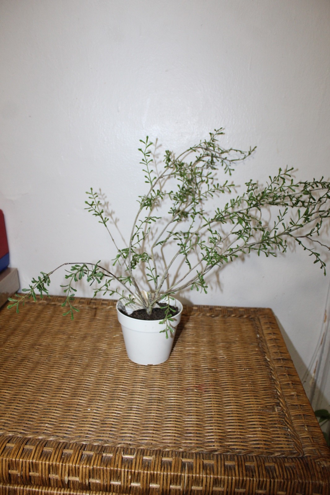 Williams Sonoma Artificial Potted Spiky Fern Plant