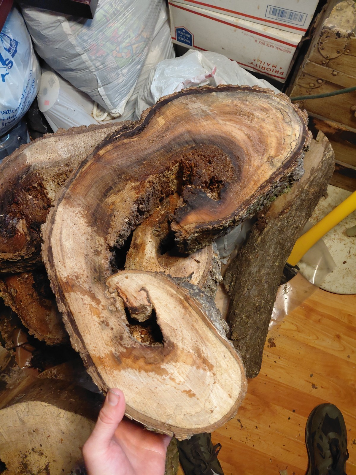 Cross Section Hollow Center Curved Tree Trunk Cutting 16- 1/2″ X 14″ X 4″