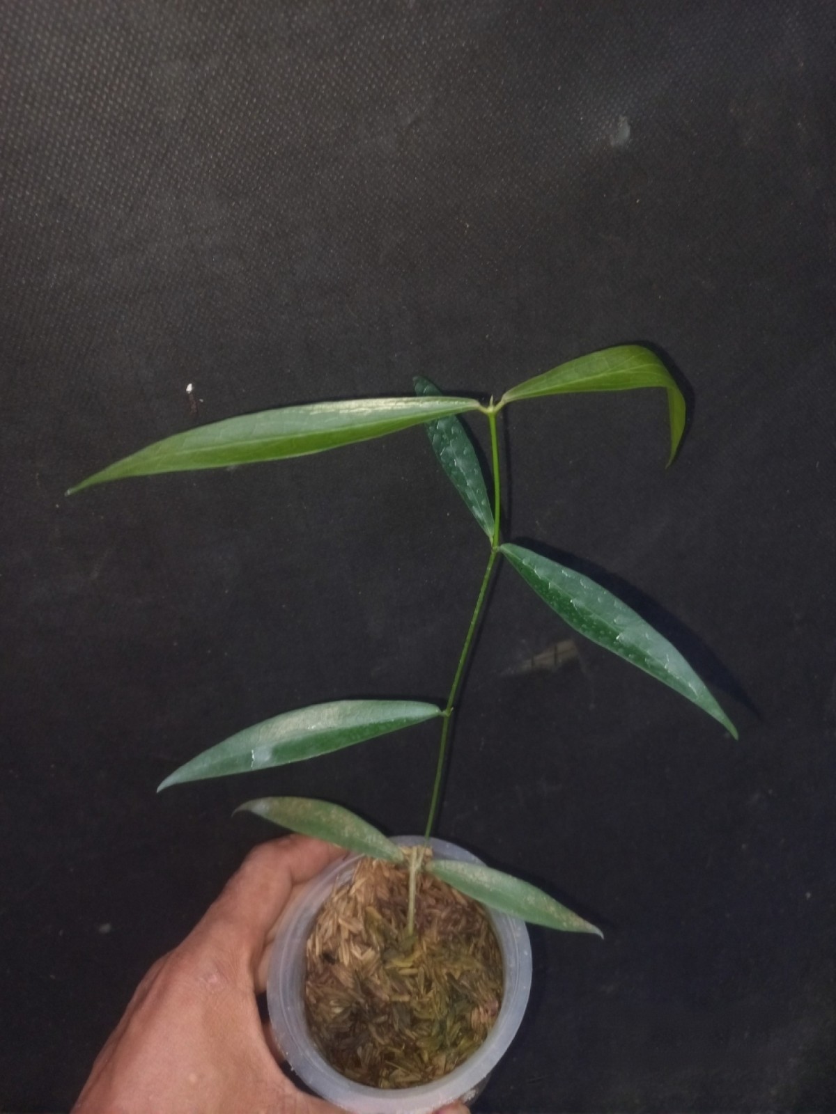 Hoya Lamingtoniae Sp Papua Rare Tropical Wax Plant