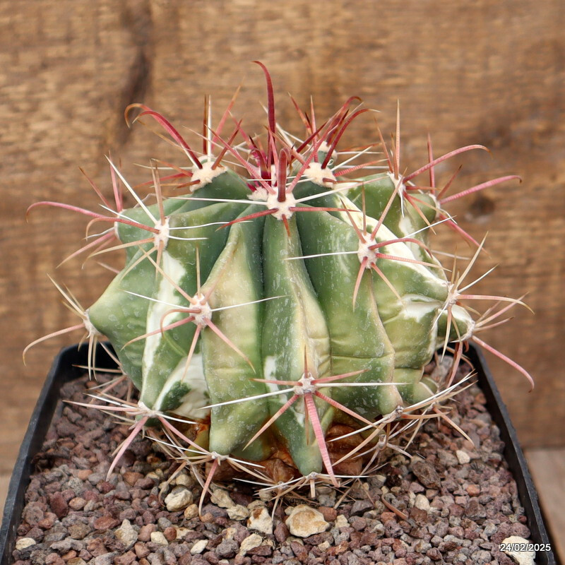 A3659 FEROCACTUS STAINESII VARIEGATED pot14-H12-W13 cm MaMa Cactus
