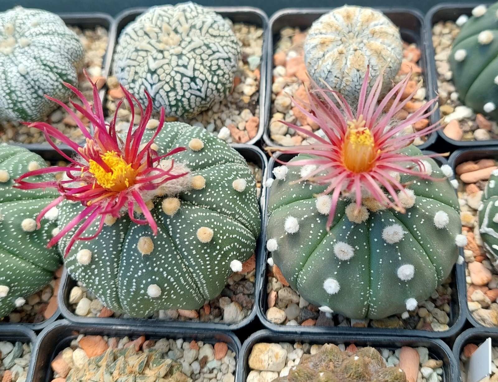 Astrophytum asterias ‘Shinshowa’ F2 10seeds harvest 2025