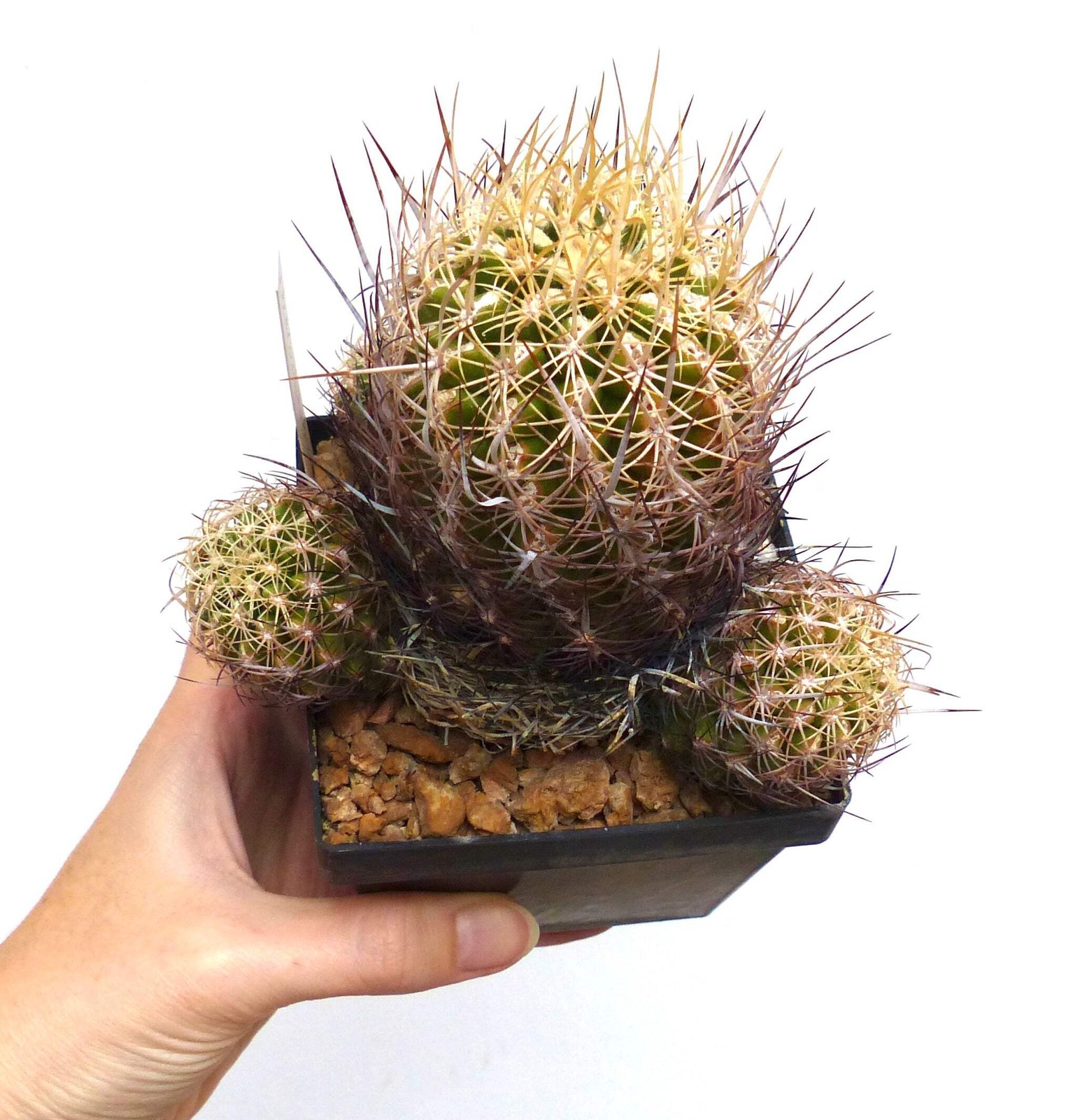 Thelocactus schwarzii 100 SEEDS – Rare Cactus SEEDS