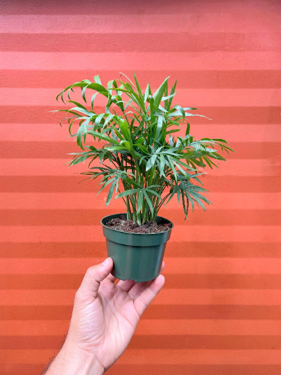 Parlor Palm in 4″ Pot – Chamaedorea elegans – Neanthe bella | Live plant