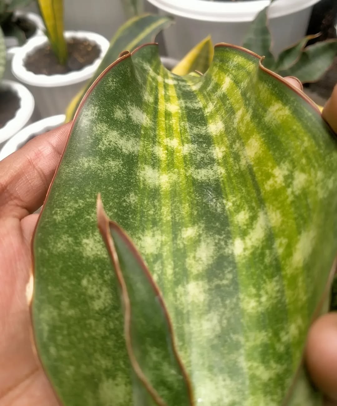 Sansevieria Kirkii Coral Blue – Rare Snake Plant Variety , Easy Care Houseplant