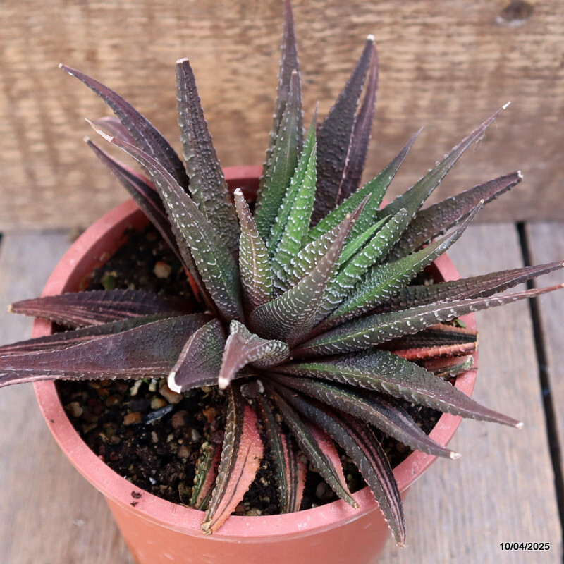 A6545 HAWORTHIA LIMIFOLIA VARIEGATED pot13-H11-W14 cm MaMa Cactus