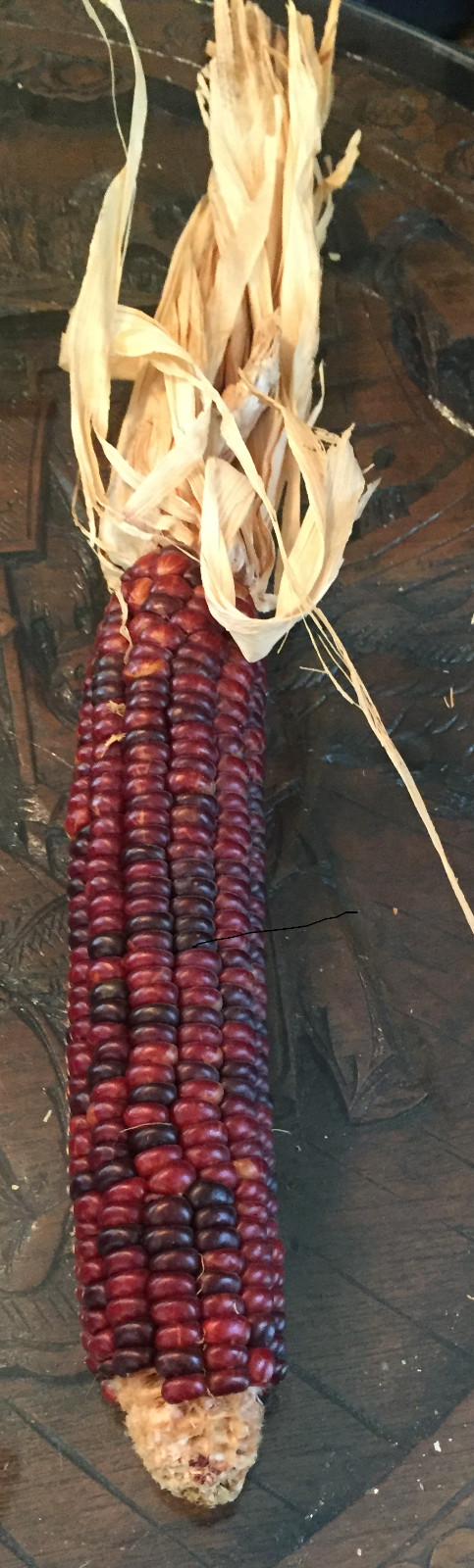 native american Indian Corn various lengths Thanksgiving Fall Decor