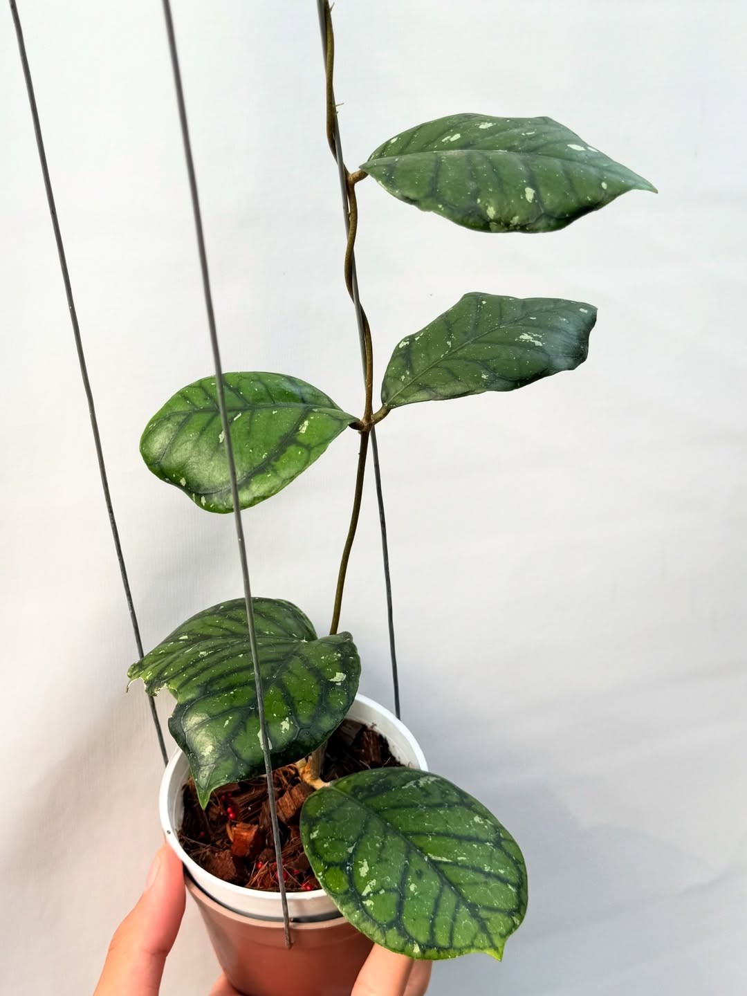 Real Picture HOYA CALLISTOPHYLLA CHIBI Rare Plant