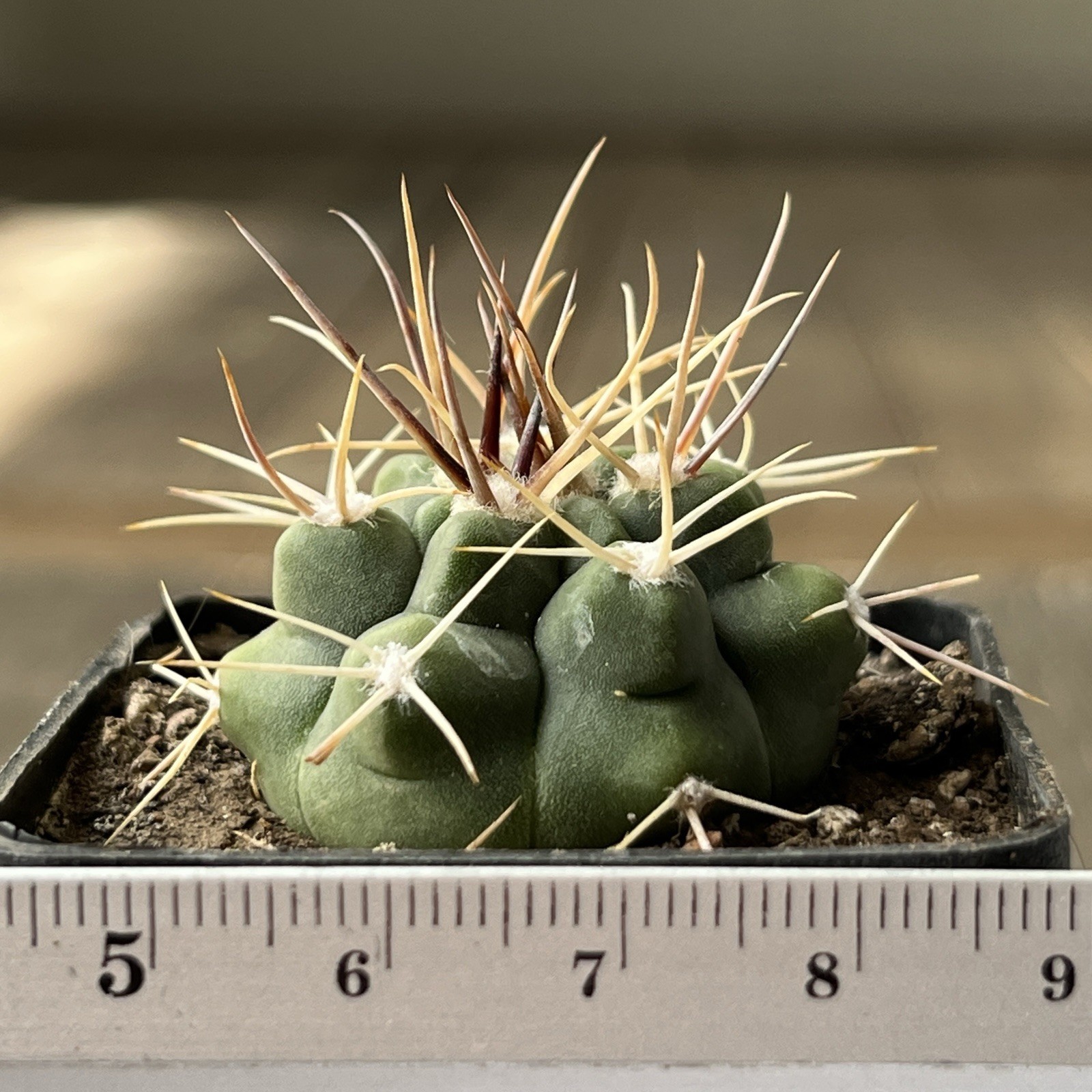 A12-763.G.bicolor, JL172, Agua Colorado, Cordoba, Arg, own root
