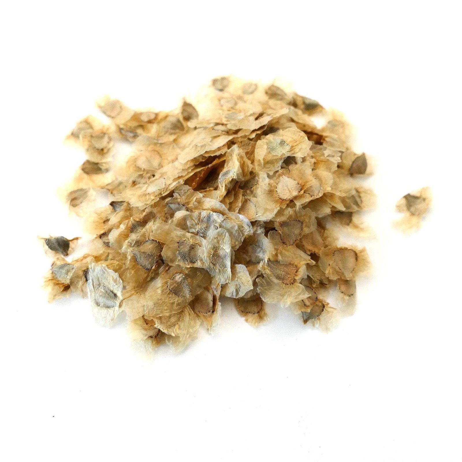 Pandorea jasminoides WHITE FLOWERS SEEDS – Bower Vine | Bower of Beauty