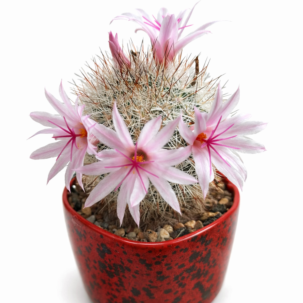 Mammillaria albicans LAU1374 1000 SEEDS – Rare Cactus SEEDS