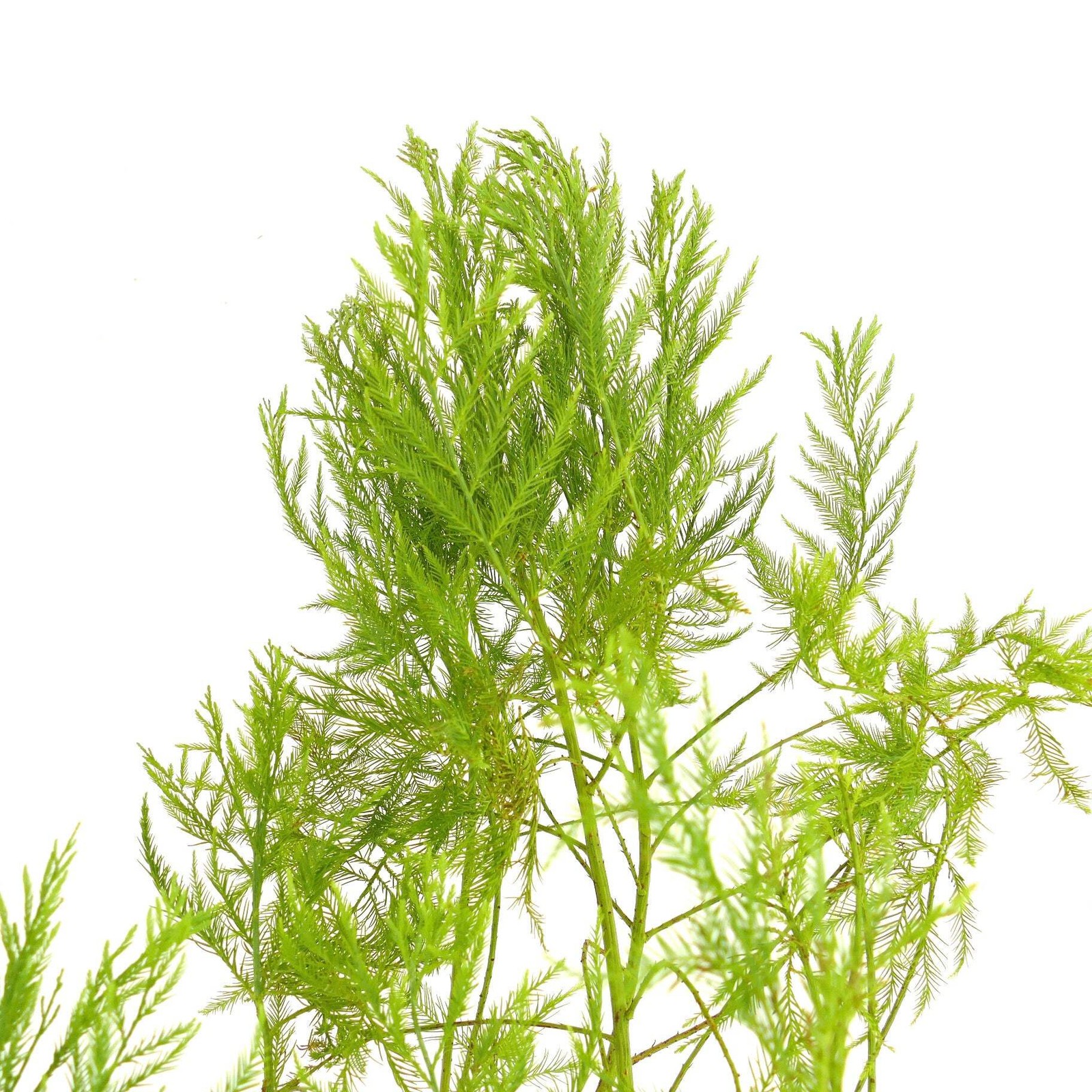 Glyptostrobus pensilis – Chinese swamp cypress