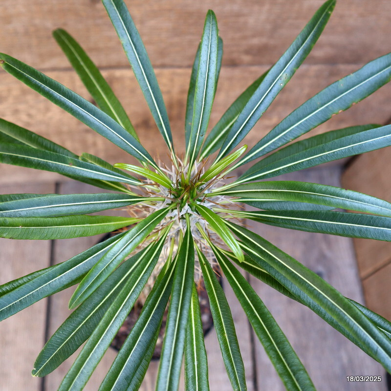 D3117 PACHYPODIUM LAMEREII pot14-H29-W5 cm MaMa Cactus