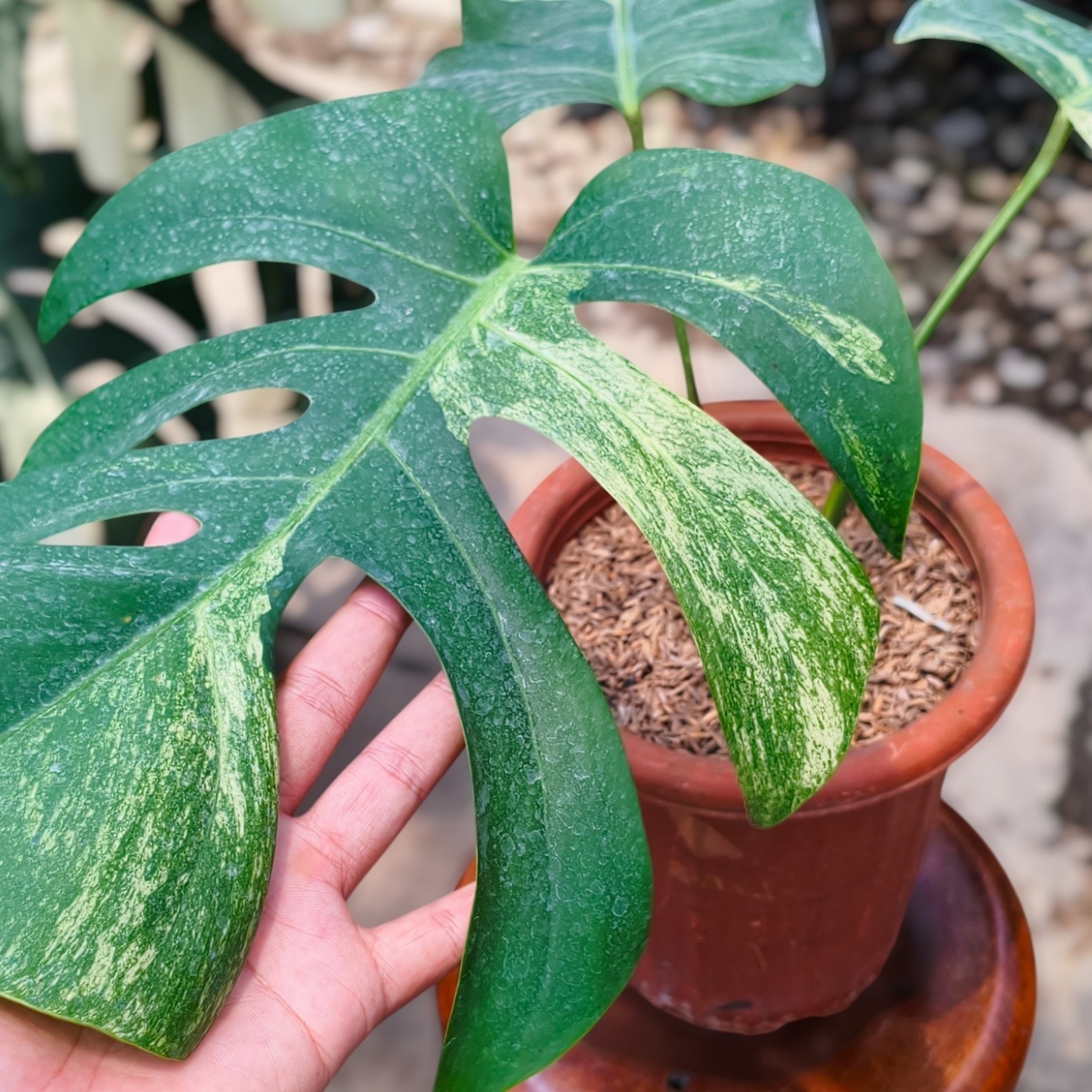 Monstera Mint Variegated Rare Plant