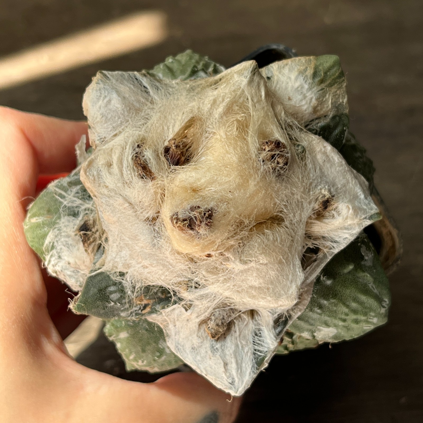 A53-718 Cactus multihybrid, grafted