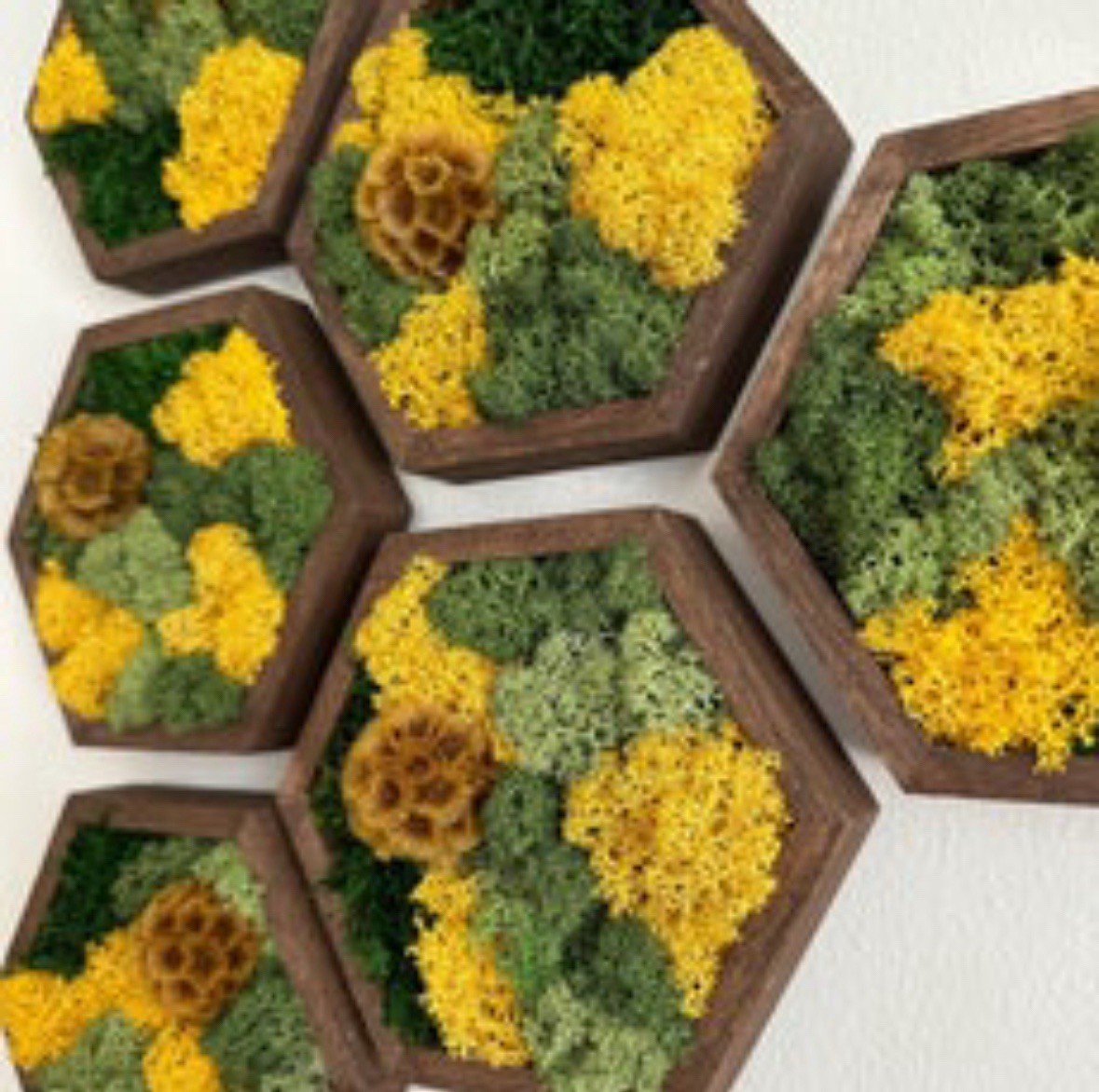 Natural Walnut Honeycomb Framed Moss Wall Art (preserved) | Set Of 8 | 5×6 In.