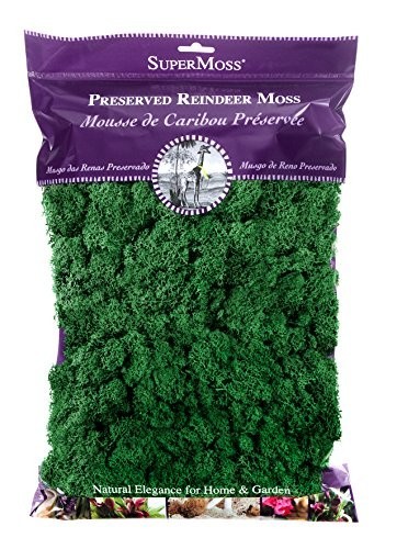 Preserved Reindeer Moss – Forest Green, 8oz (200 Cubic Inches) for Crafts & Deco