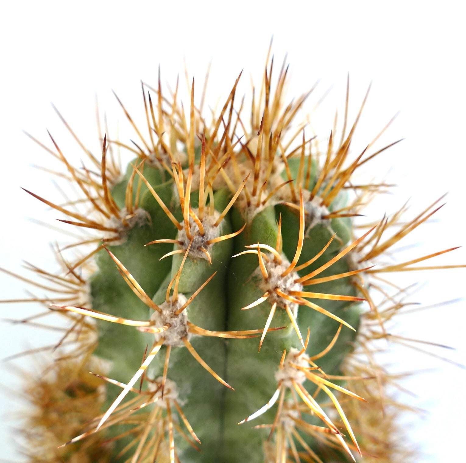 Copiapoa solaris 23 HEADS GRAFTED – NO crested serpentisulcata