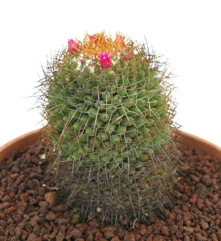 Mammillaria parkinsonii REP 2363 Pena Miller, Querétaro, Mexico –