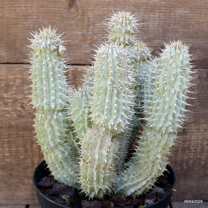 D86 TRICHO. GORD. pot18-H25-W22 cm MaMa Cactus