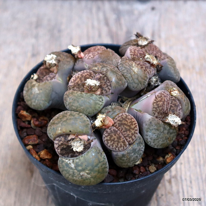 D1676 LITHOPS HOOKERII pot10-H5-W11 cm MaMa Cactus