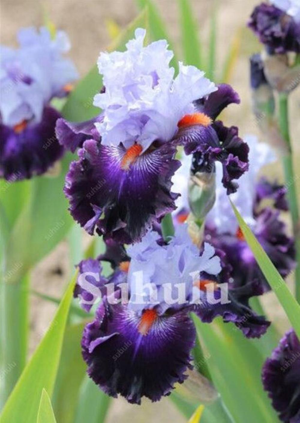 (10) IRIS SEEDS rare exotic flower home blossom garden plant USA SELLER W/TRACK