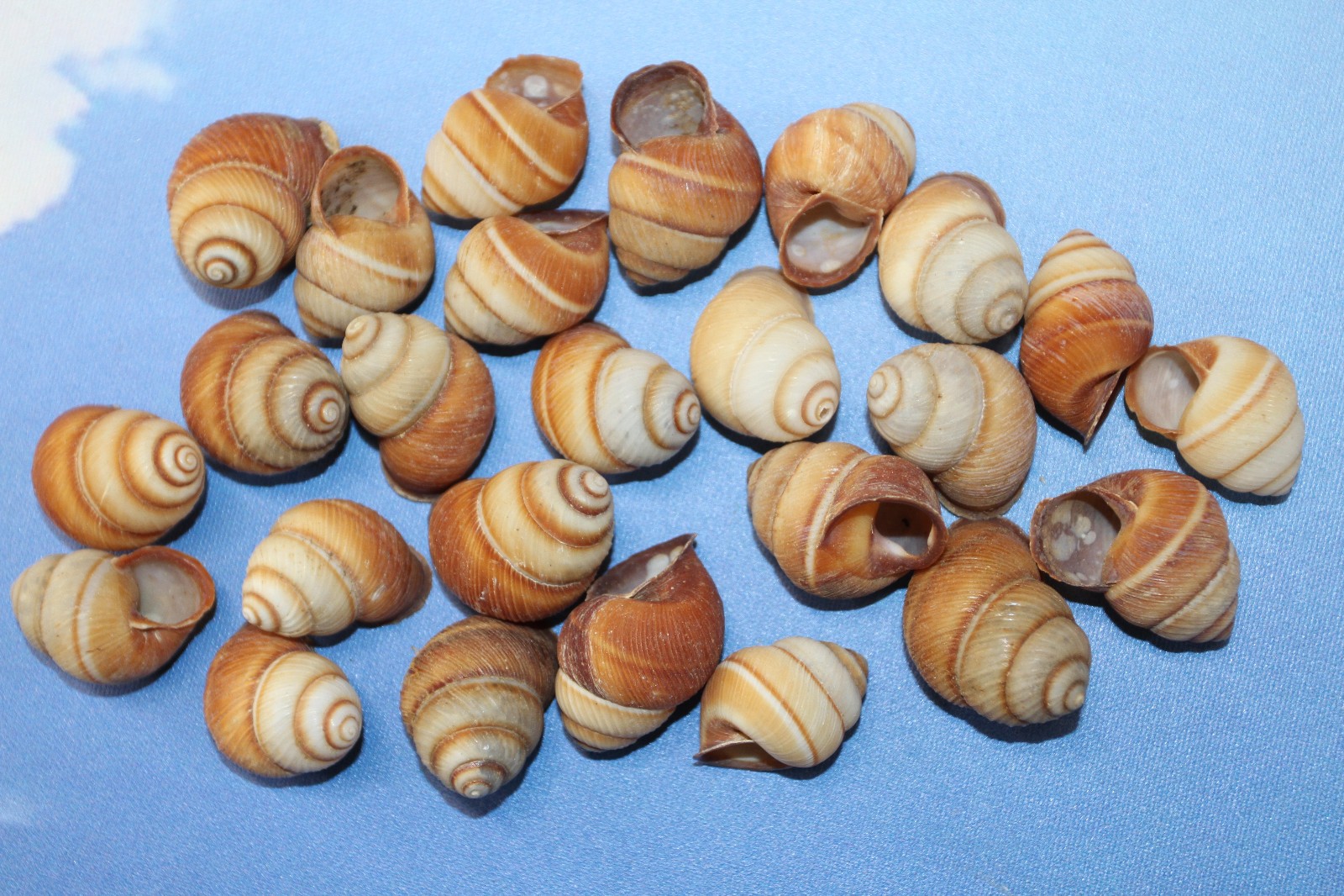 25-BROWN LAND SNAILS,Resin Crafts,Wreath Supply,mosaic supply,gifts SS-588