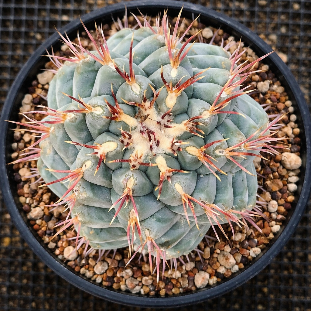 Thelocactus lloydii 10 SEEDS – Rare Cactus SEEDS