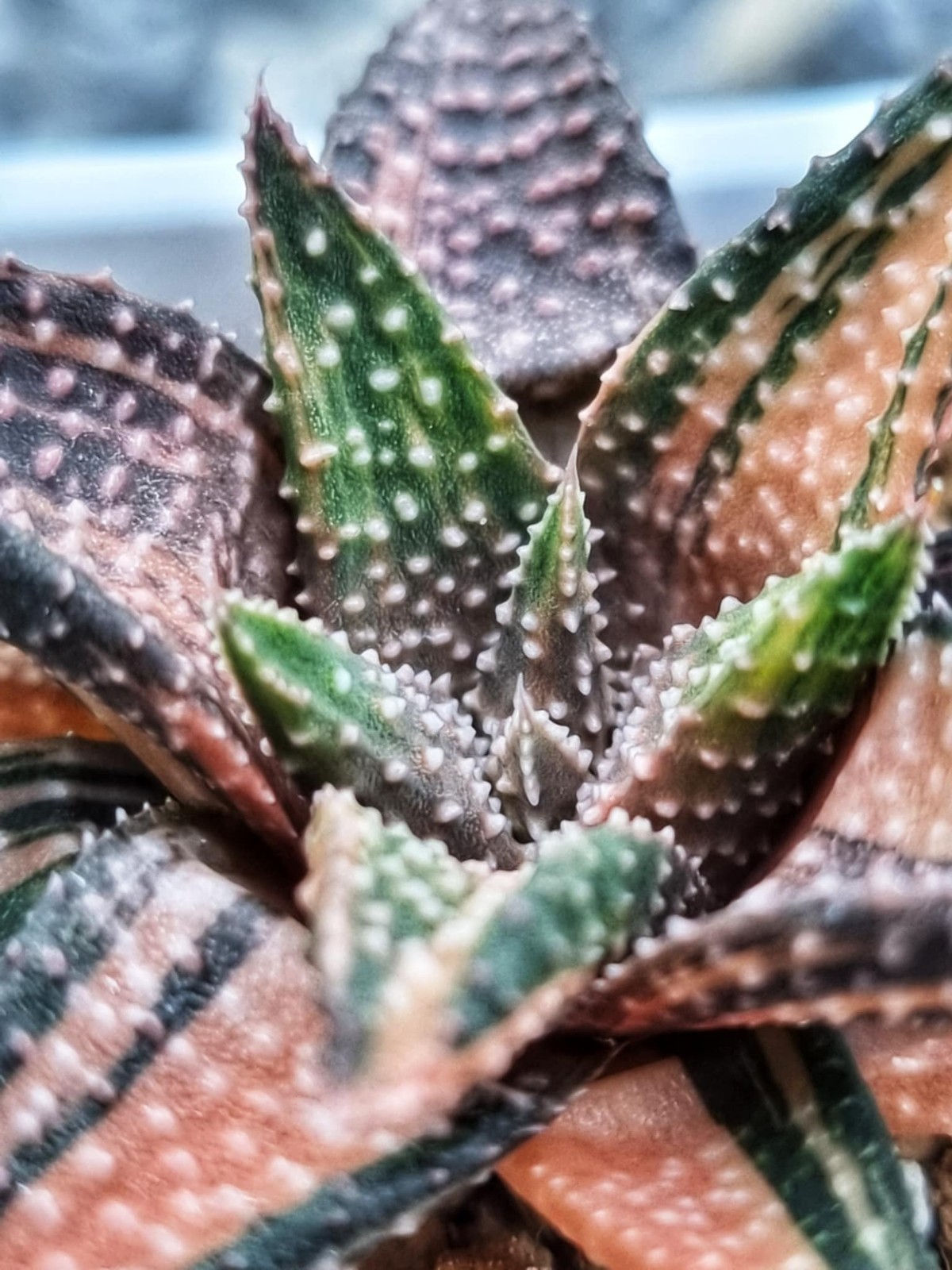 ็Haworthia Snowy Winter Variegated Rare Live Plant Unique Succulent EU Seller