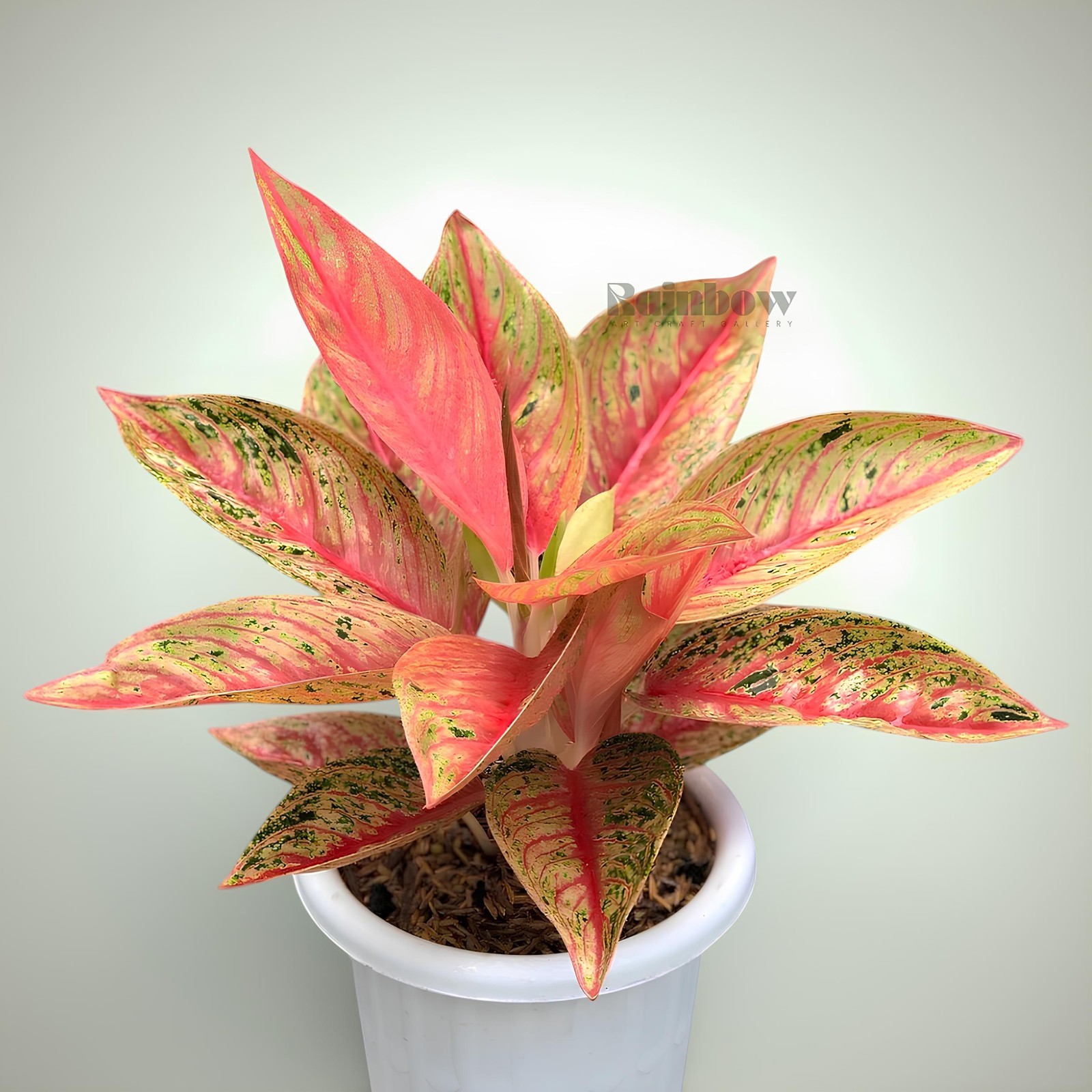 Aglaonema Red Legacy Beatiful Ornamental Plant