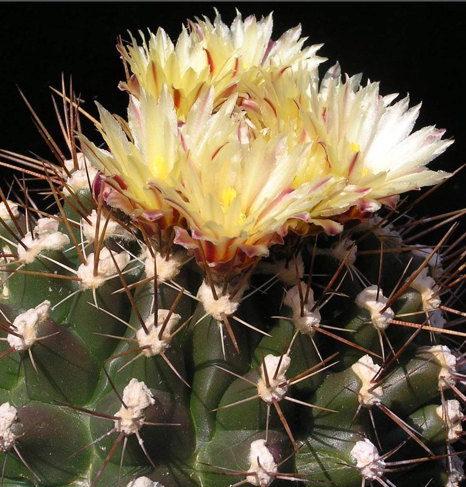 Thelocactus flavus 10 SEEDS – Rare Cactus SEEDS