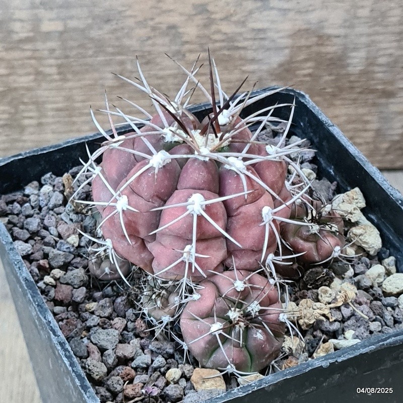 D5691 GYMNOCALYCIUM PFLANSII pot10-H6-W8 cm MaMa Cactus