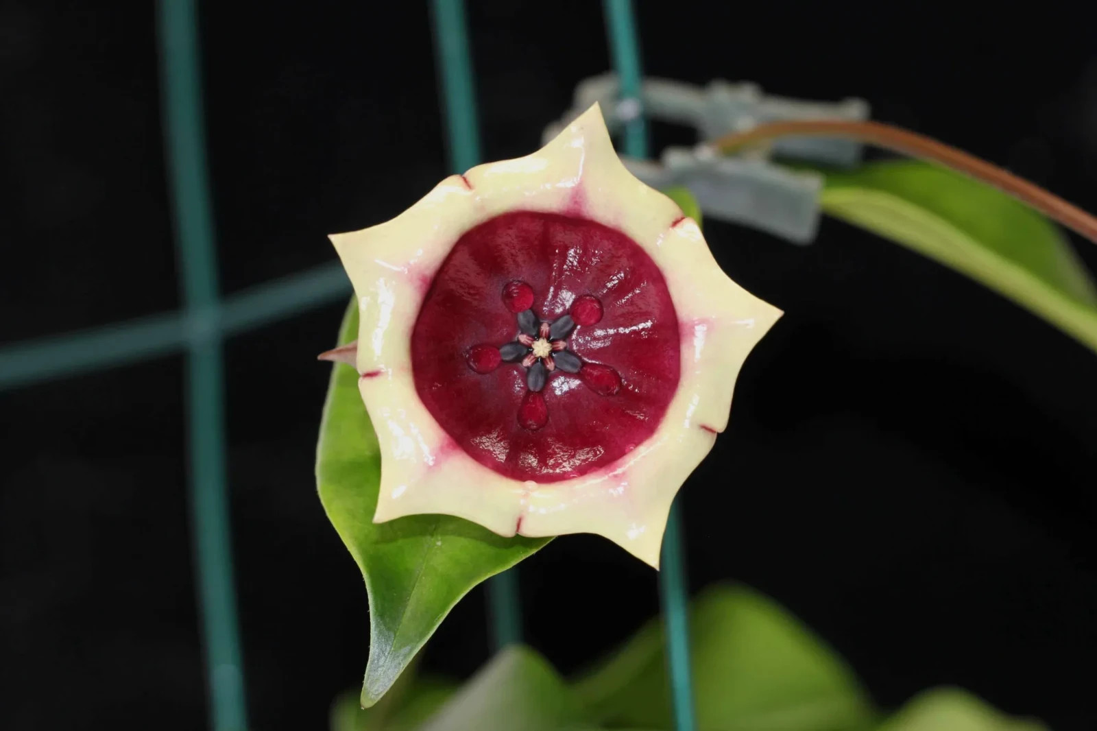 Hoya Wallichii Sub Sp. Tenebrosa Rare Plant