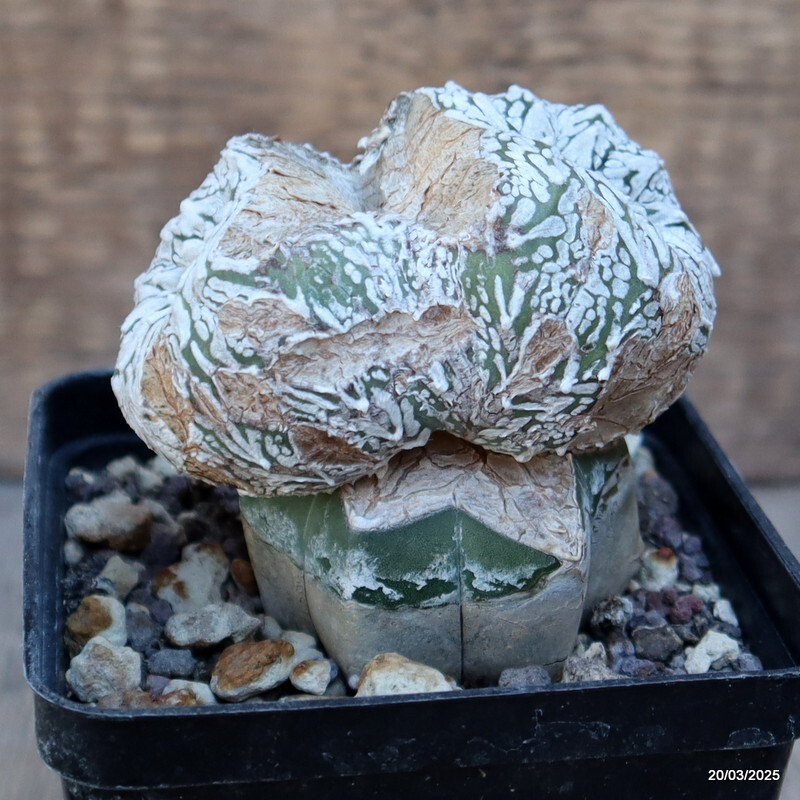 A4878 ASTROPHYTUM SUPERKABUTO “V” TYPE GRAFT pot9-H8-W8 cm MaMa Cactus