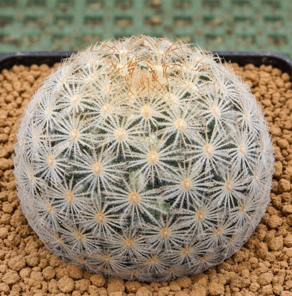 Mammillaria rischeri LAU 1063 10 SEEDS – Rare Cactus SEEDS
