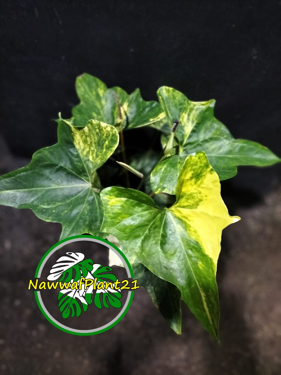 Real Photo Anthurium Pterodactyl Variegated Big Size