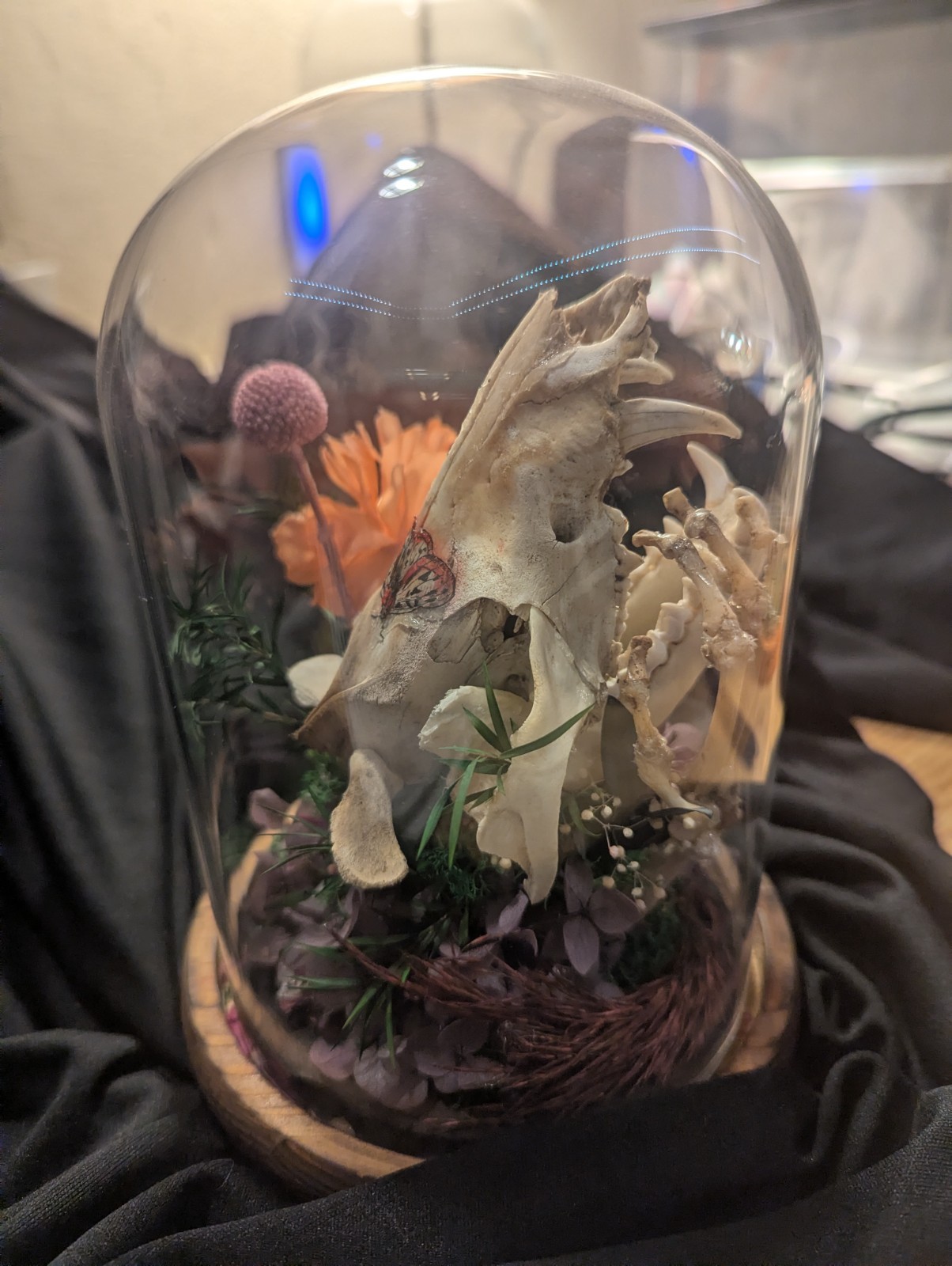 Decorative Glass Dome with Animal Skull and Floral Arrangement