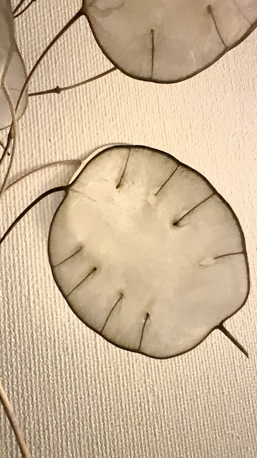 6 Dried Lunaria Moonwort Honesty Silver Dollar Plant Stems, 5-8” Tall organic