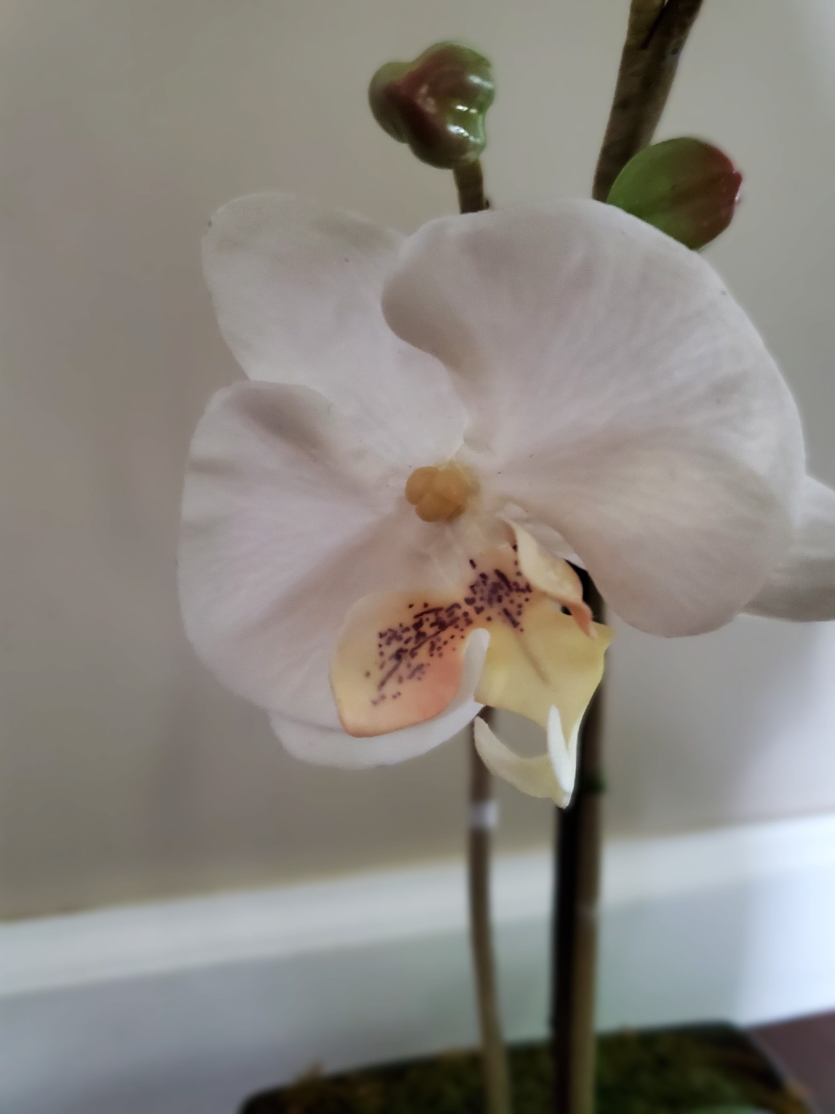 Artificial Flower Arrangement White Phalaenopsis Orchid 16″ in 6x6x2.5 black pot
