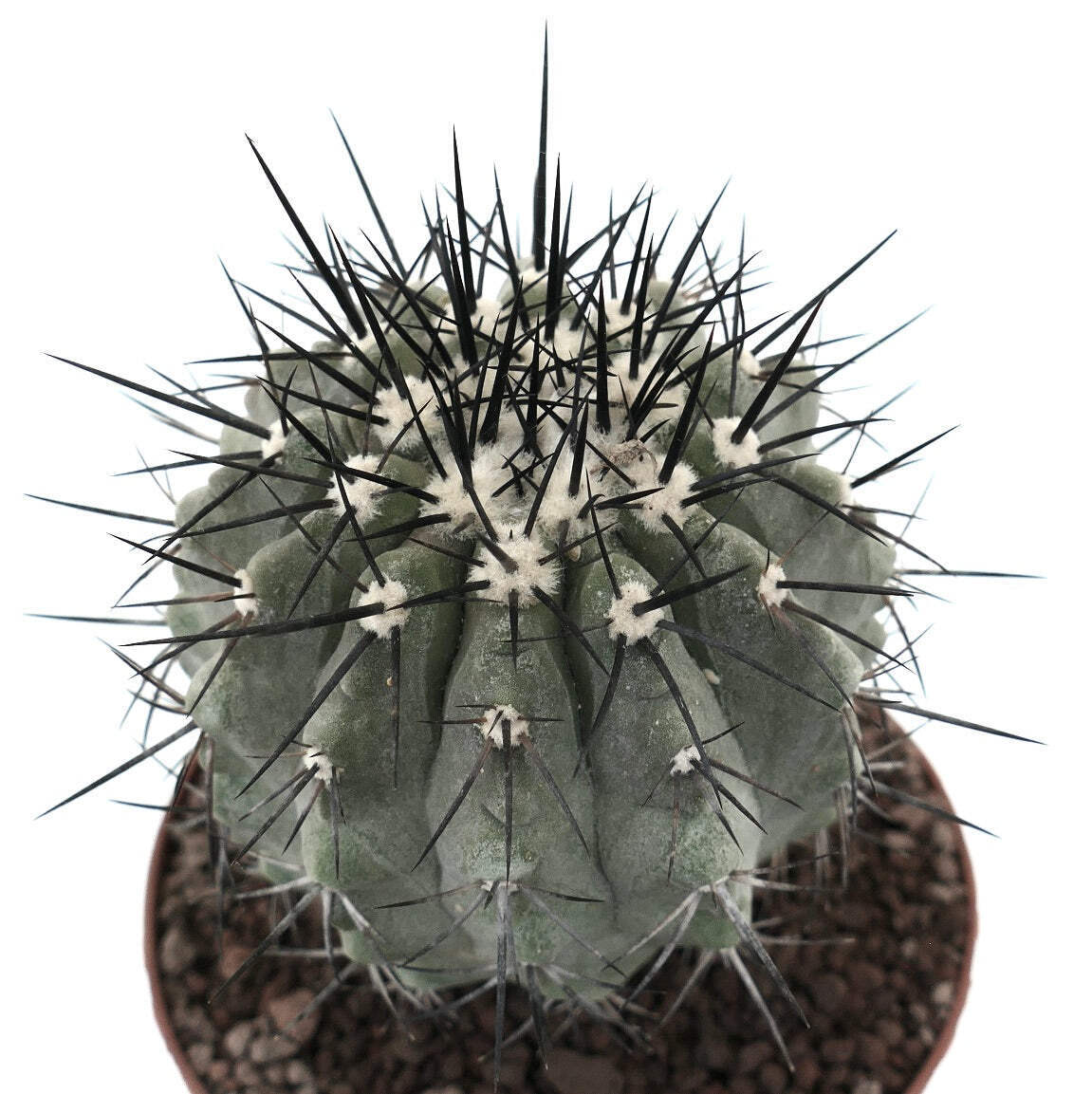 Copiapoa cinera BIG SIZE GRAFTED – NO CRESTED